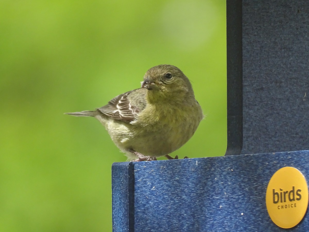 Lesser Goldfinch - ML618592709