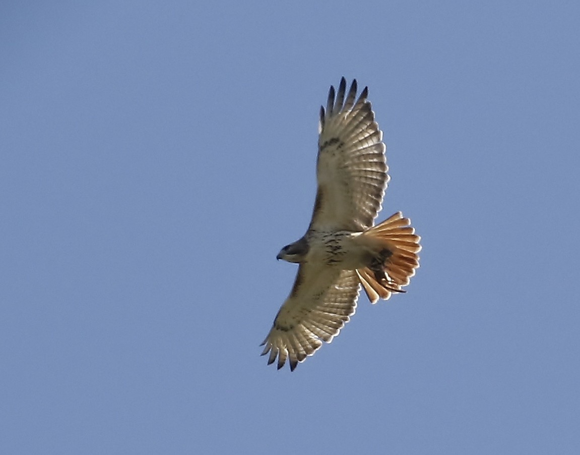 Red-tailed Hawk (borealis) - ML618592712