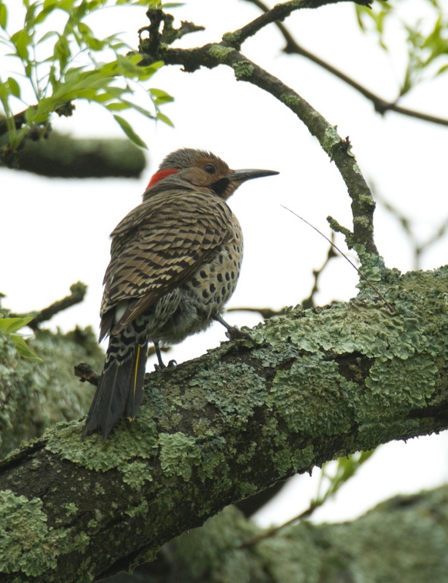 Northern Flicker - ML618592731