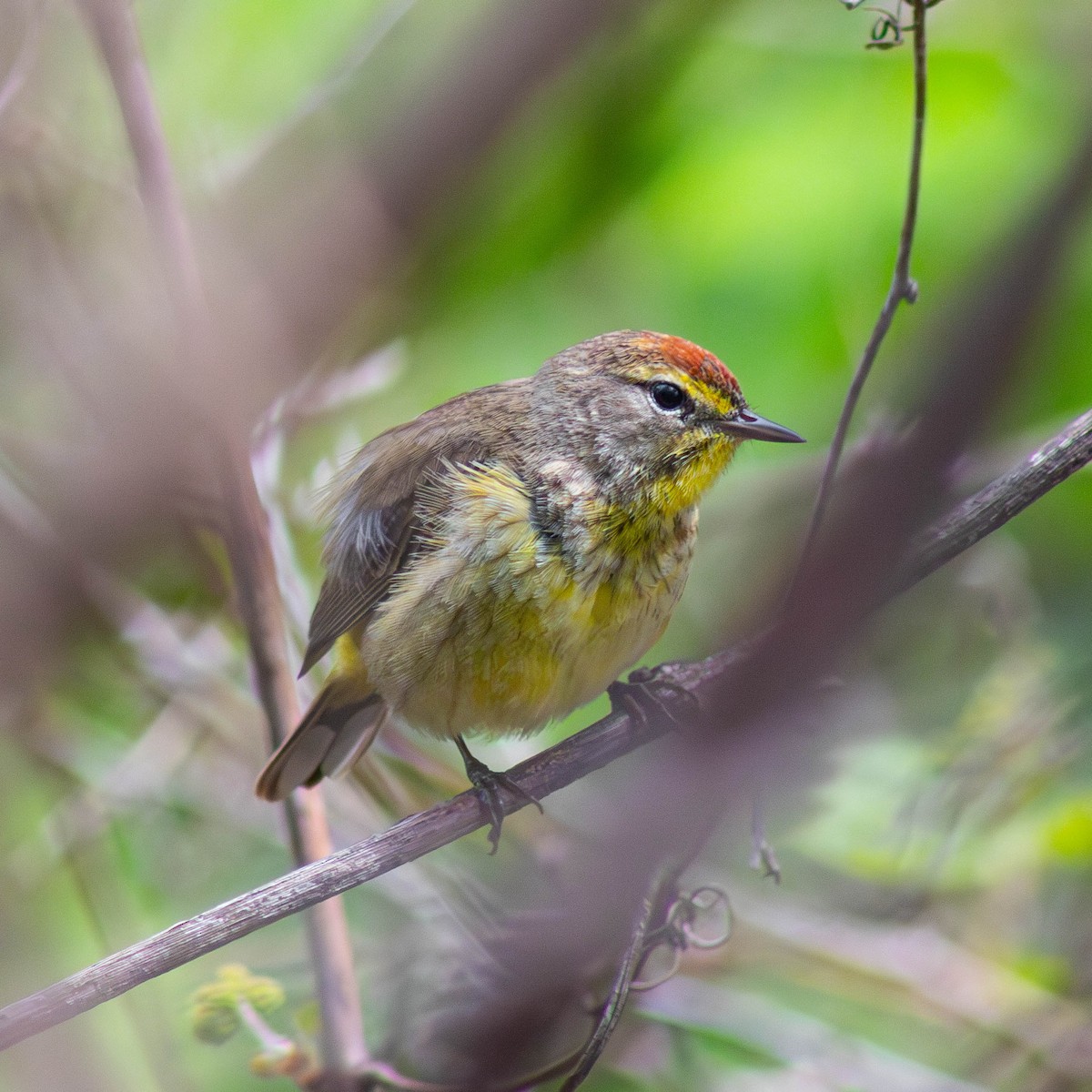 Palm Warbler - ML618592740