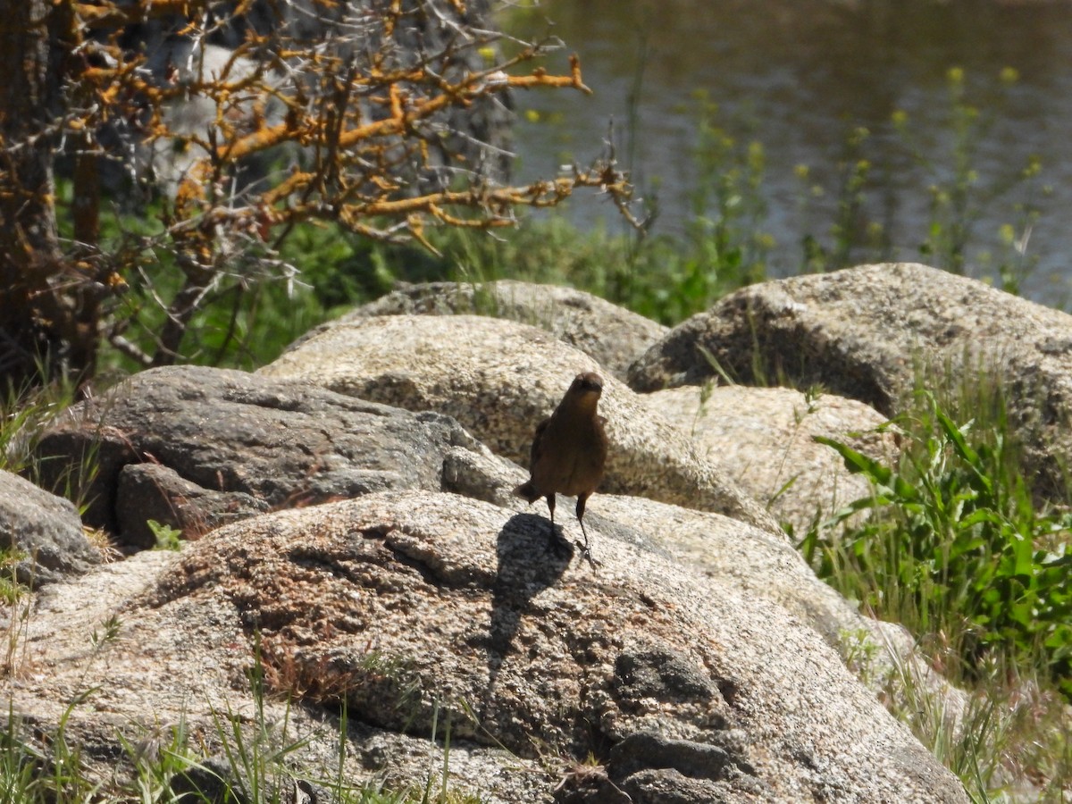 Great-tailed Grackle - Bill Holland