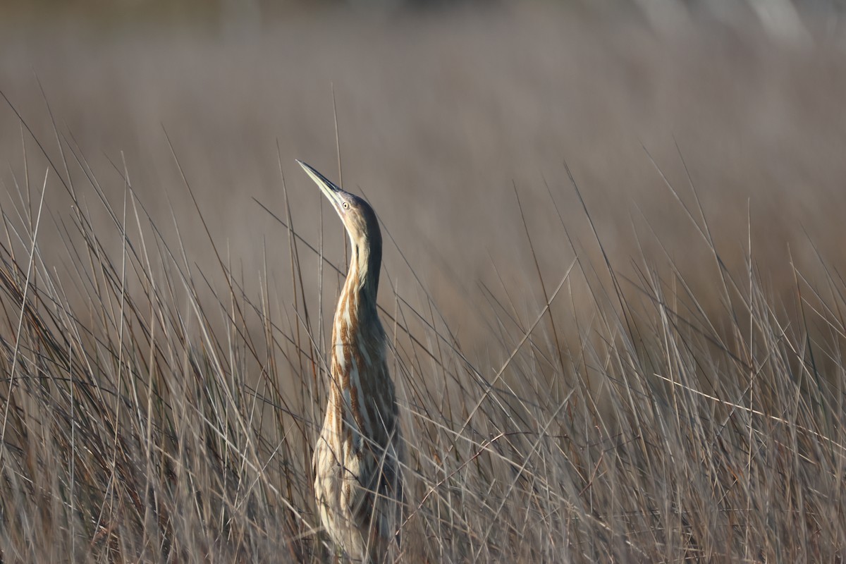 American Bittern - Alan Dupuis