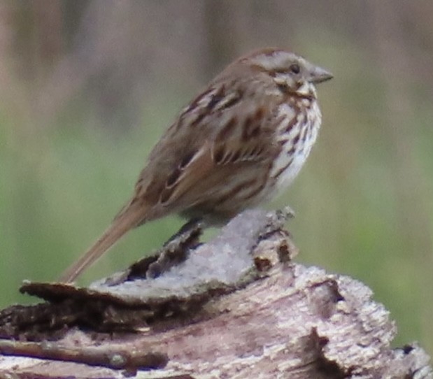 Song Sparrow - Fred Dike