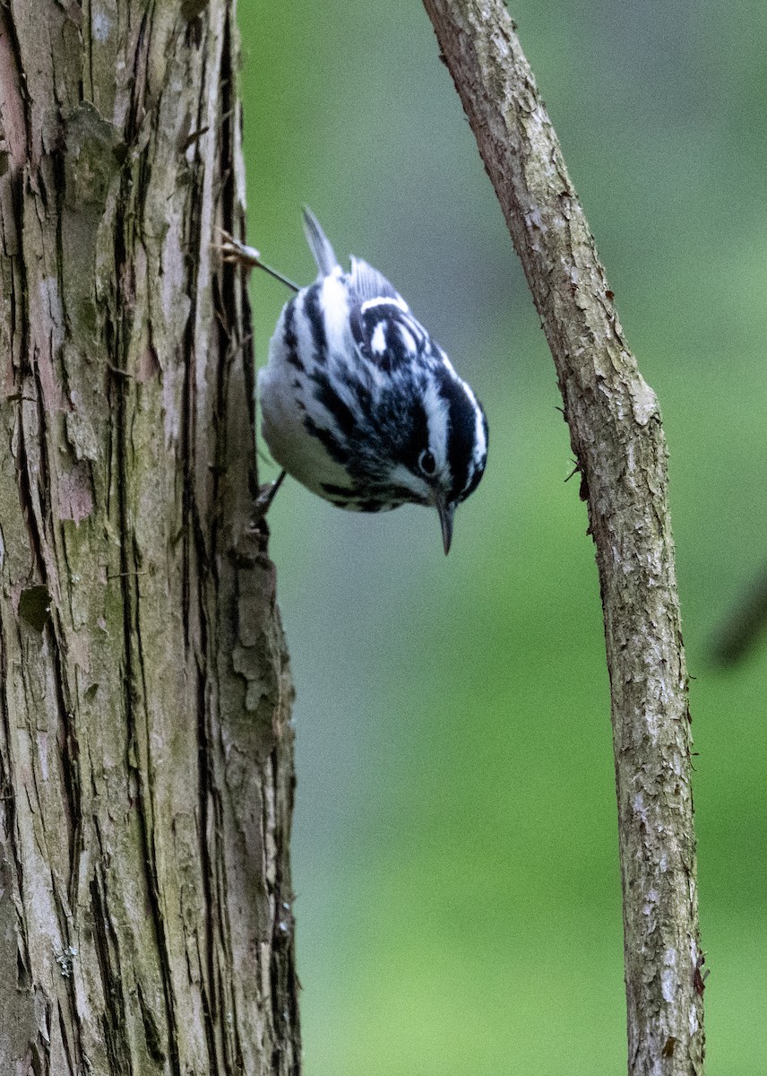 Black-and-white Warbler - Louis Wong