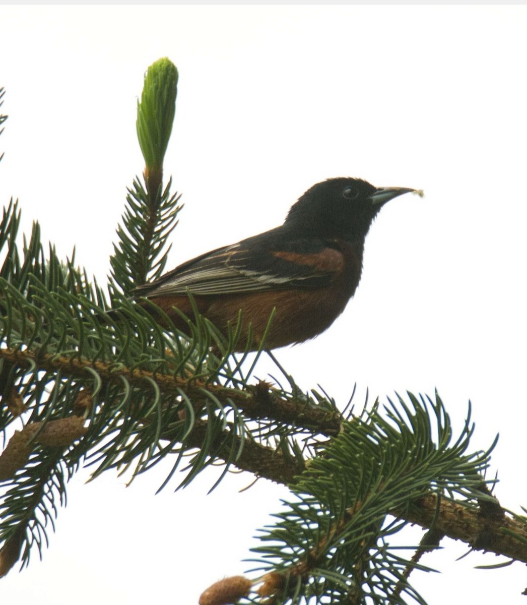 Orchard Oriole - ML618592778