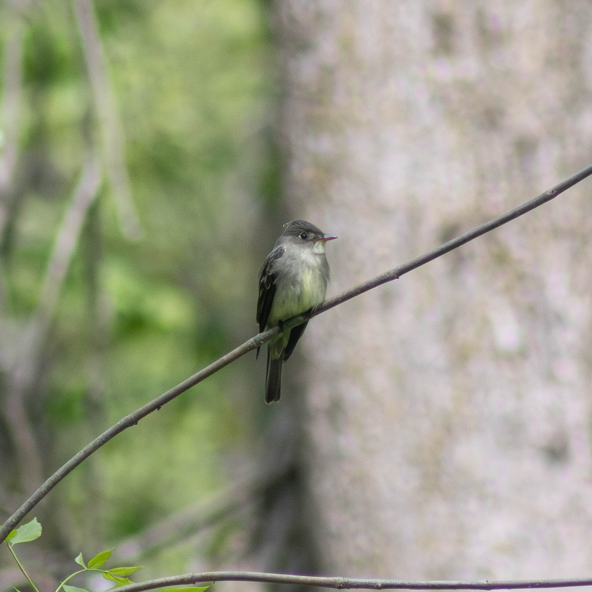 Eastern Wood-Pewee - ML618592780