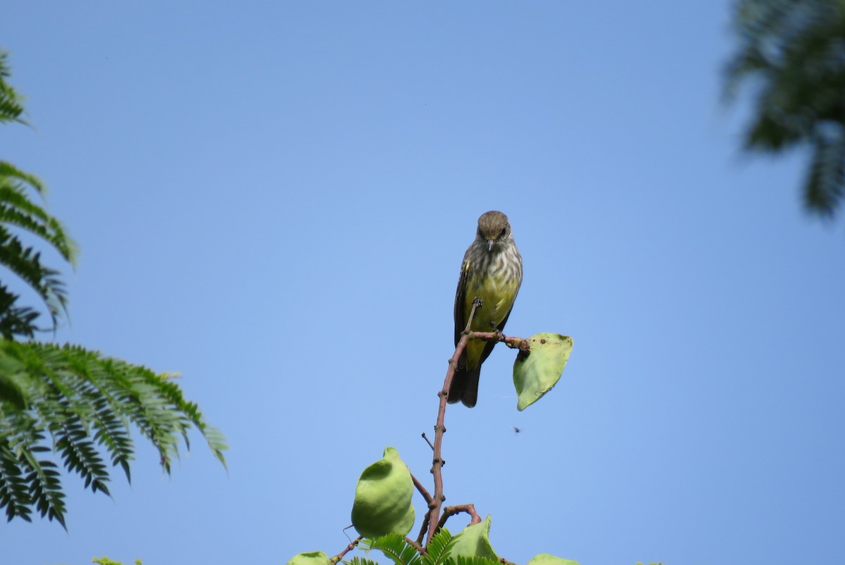 Vermilion Flycatcher - Marisel Morales