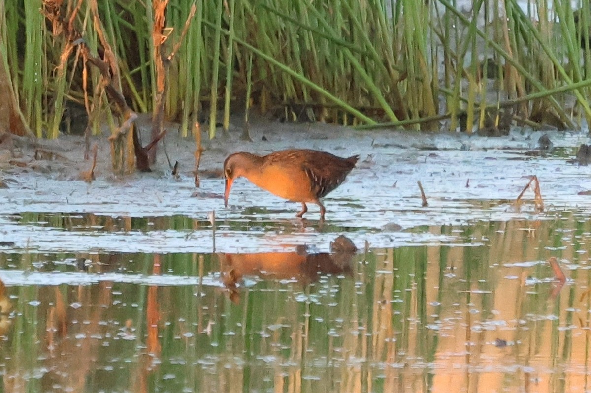 Virginia Rail - William Rockey