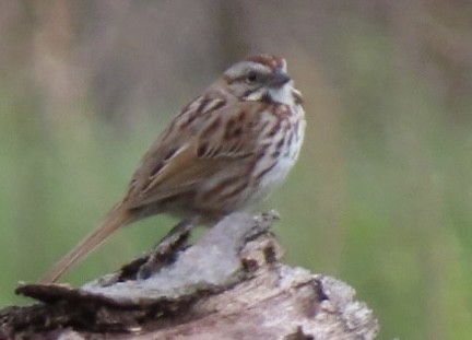 Song Sparrow - Fred Dike