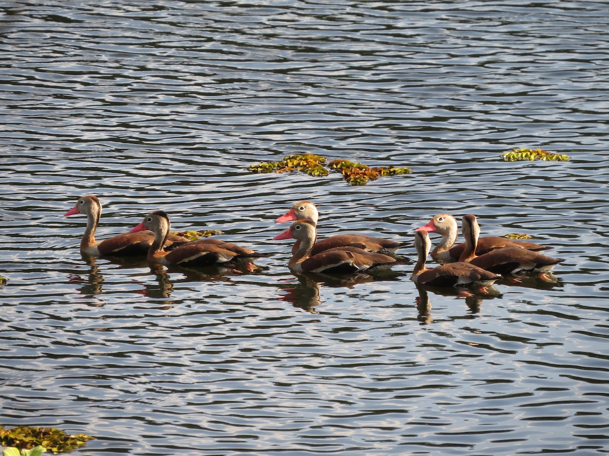 Black-bellied Whistling-Duck - ML618592796