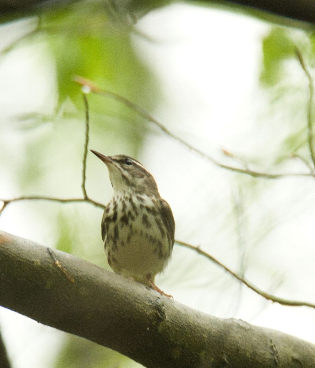 Louisiana Waterthrush - ML618592805