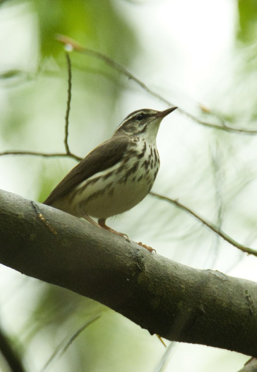 Louisiana Waterthrush - ML618592806