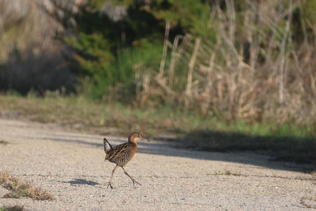 King Rail - ML618592840