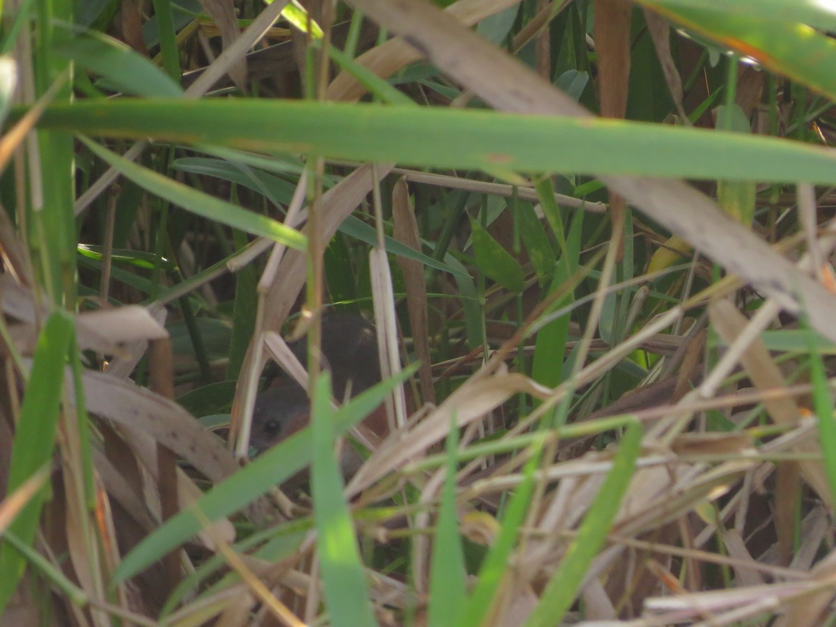 Rufous-sided Crake - ML618592852