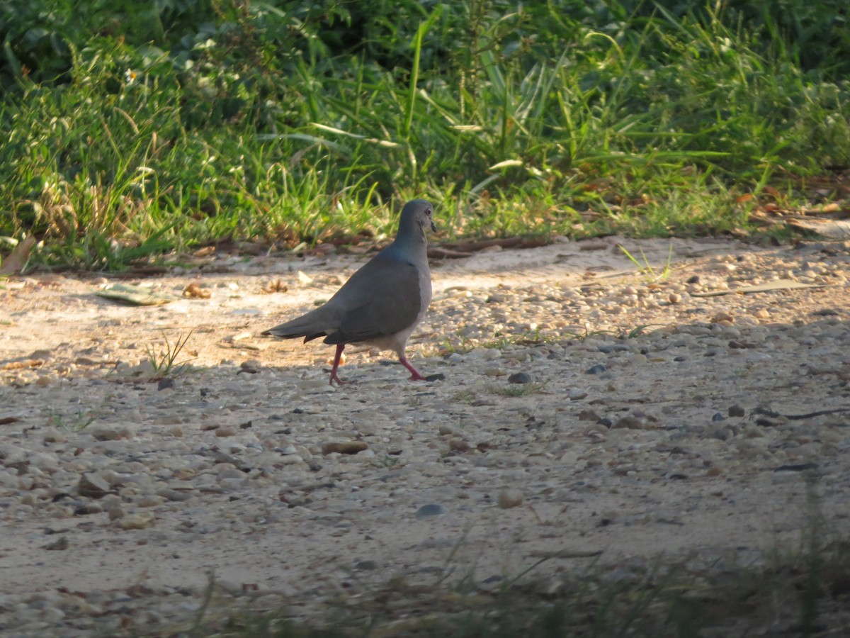 White-tipped Dove - ML618592859