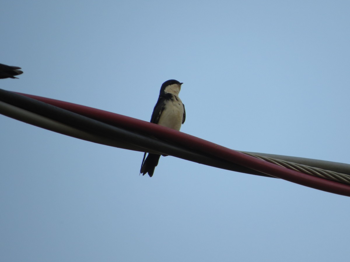 Blue-and-white Swallow - ML618592867