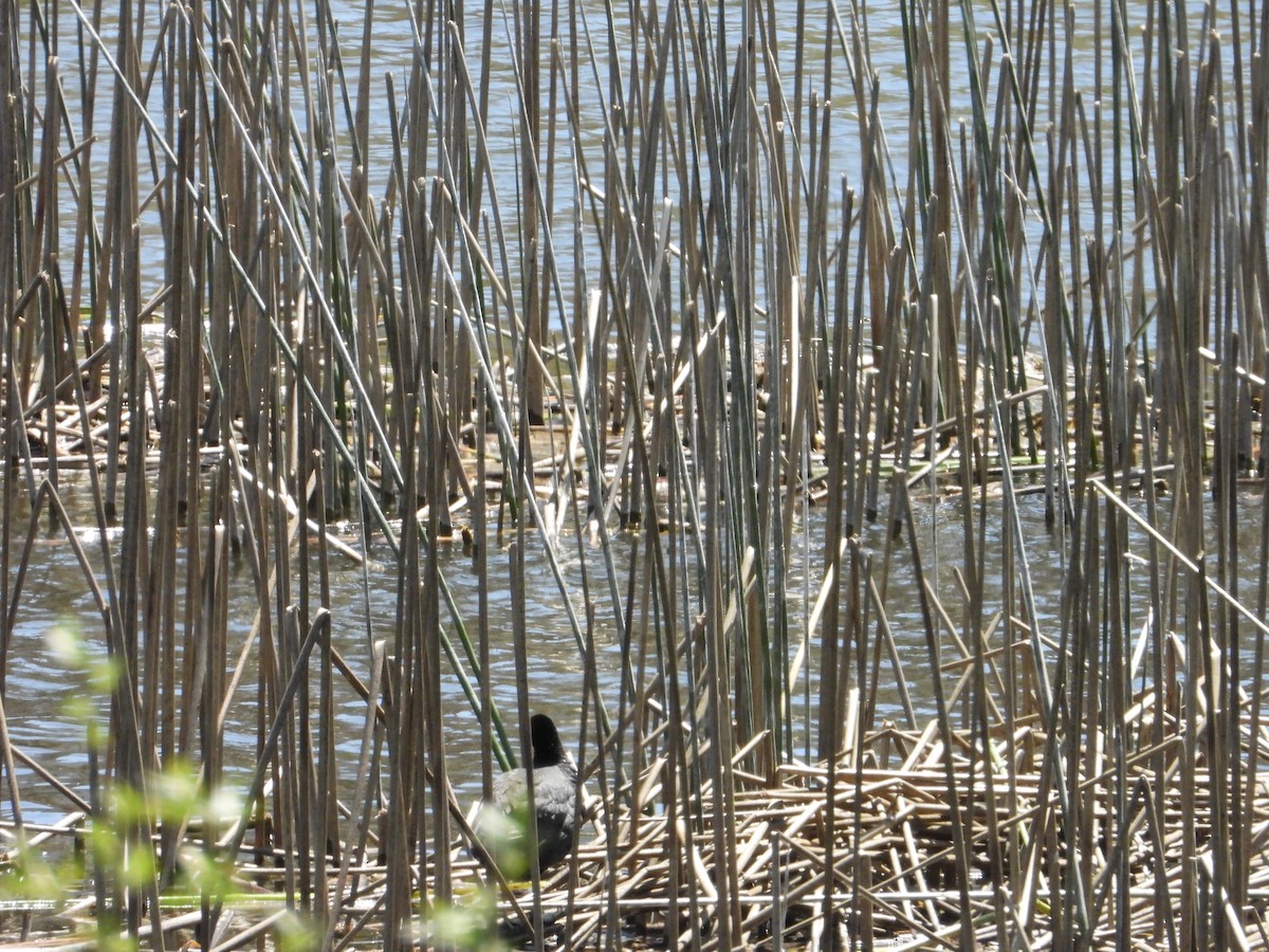 American Coot - Bill Holland