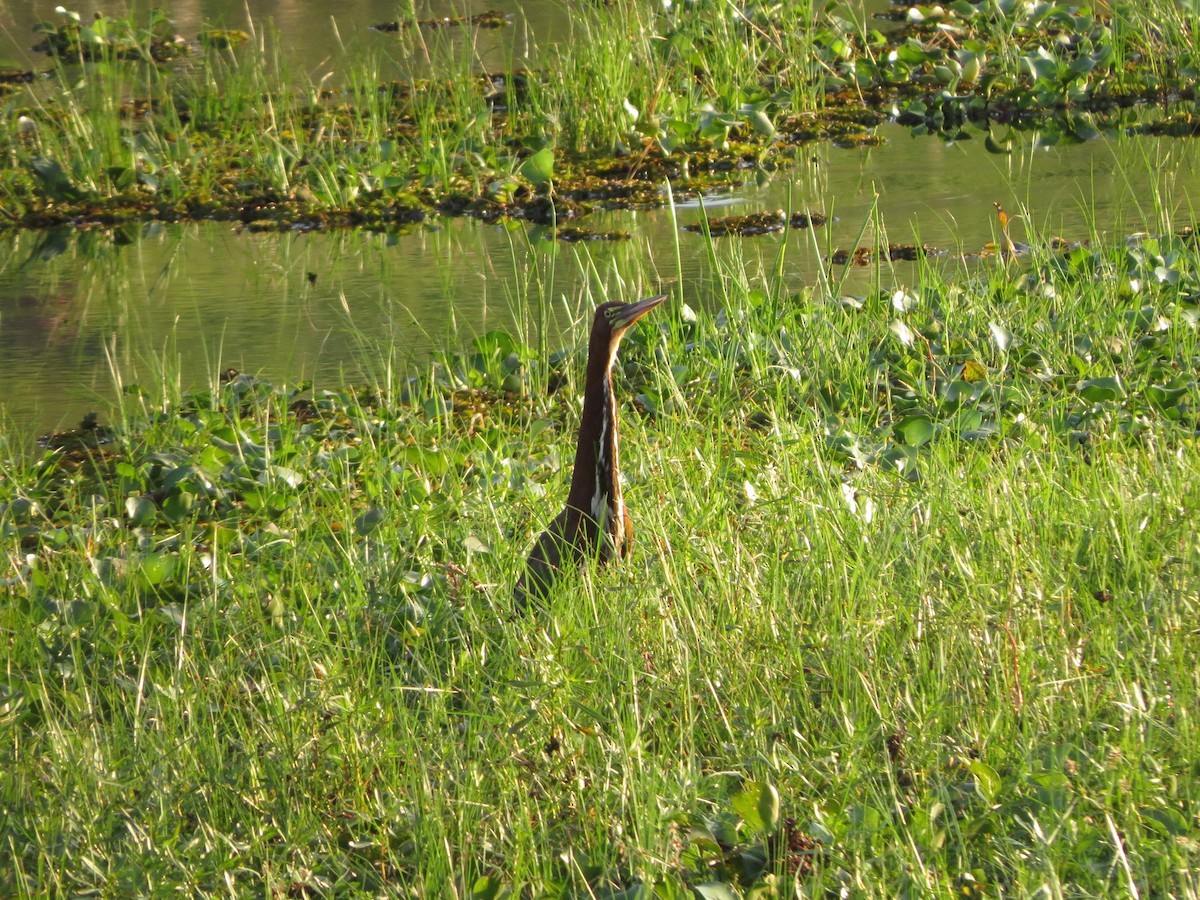 Rufescent Tiger-Heron - ML618592874