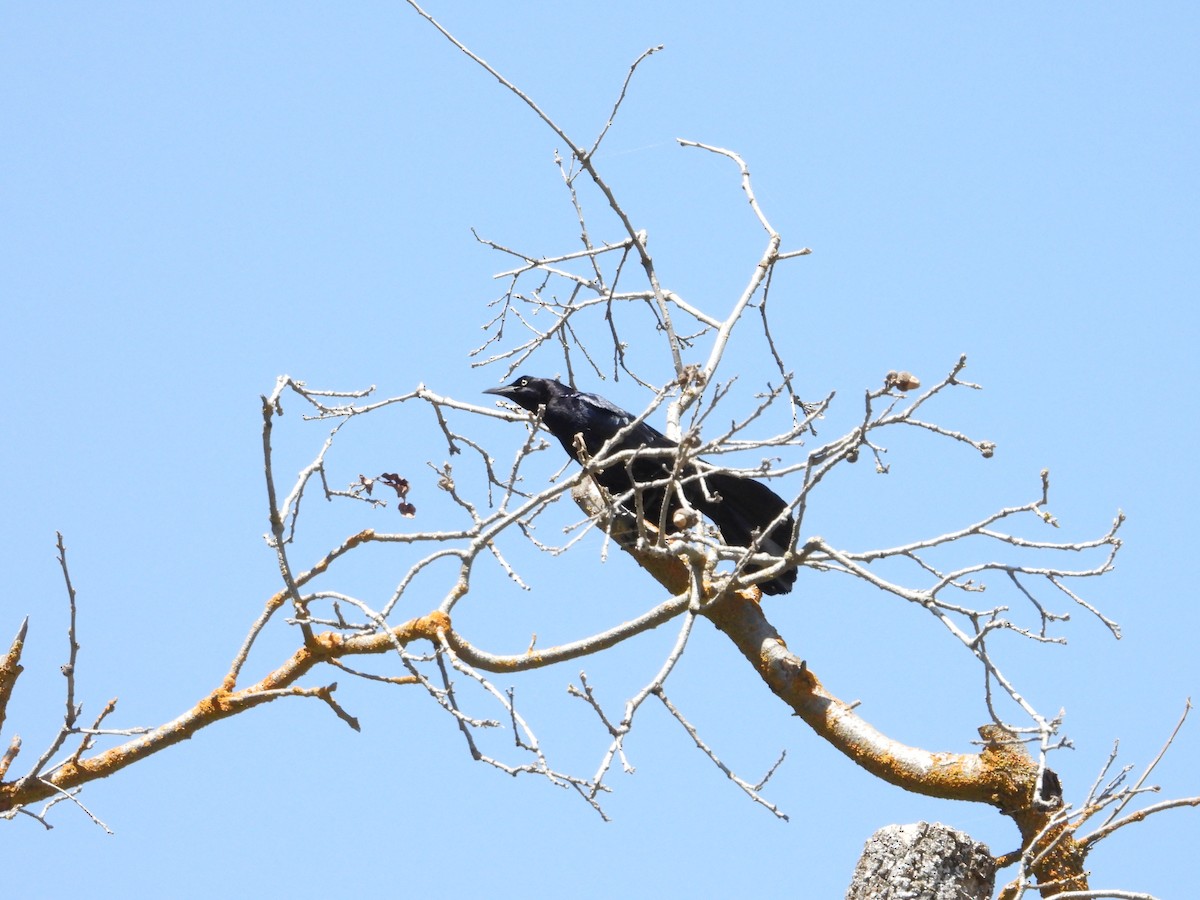 Great-tailed Grackle - Bill Holland