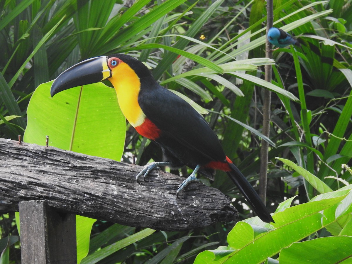 Channel-billed Toucan - Louis Imbeau