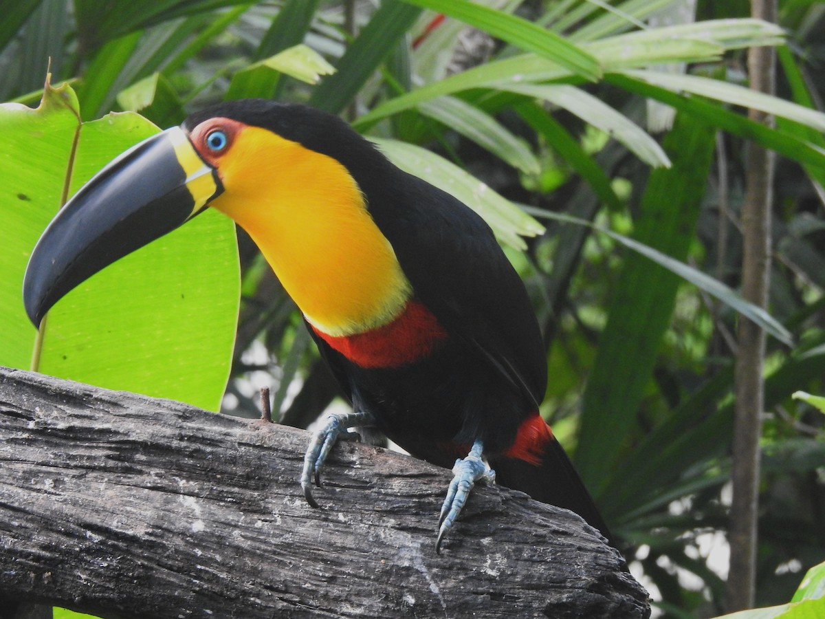 Channel-billed Toucan - Louis Imbeau