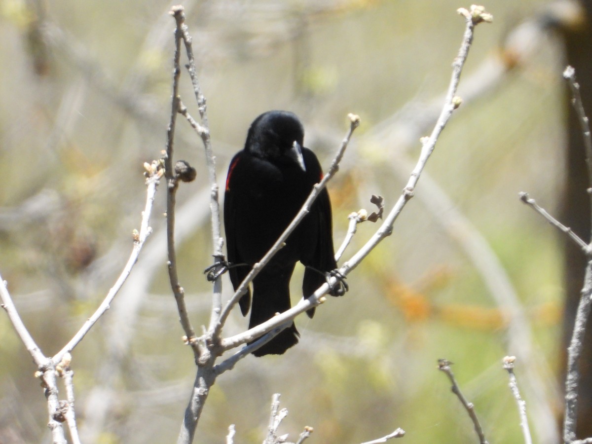 Red-winged Blackbird - ML618592938
