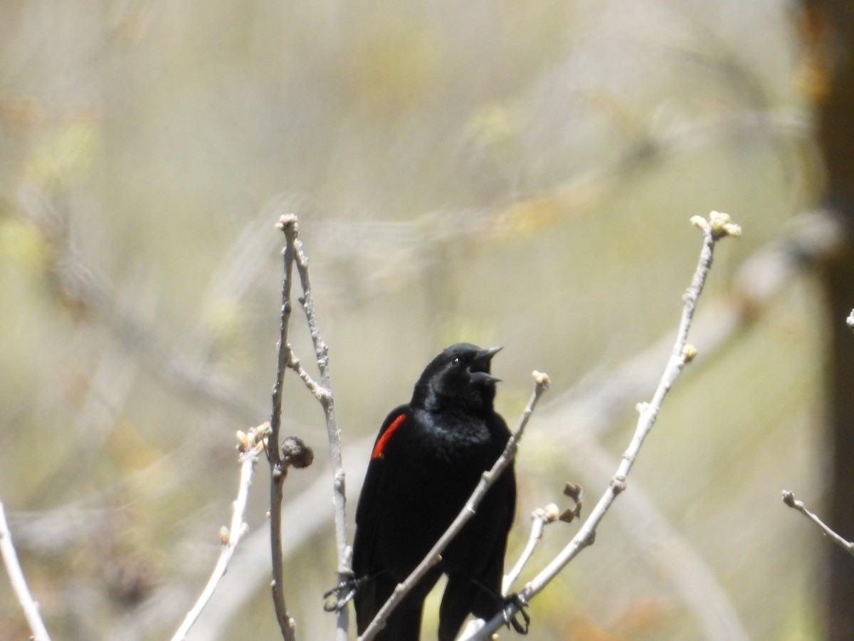 Red-winged Blackbird - Bill Holland