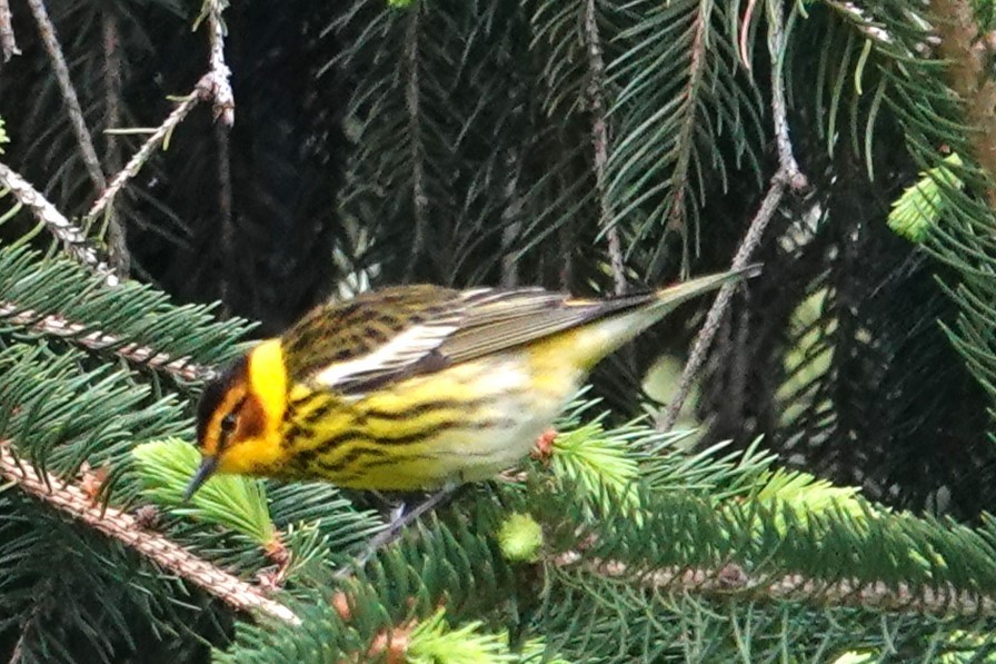 Cape May Warbler - ML618592947