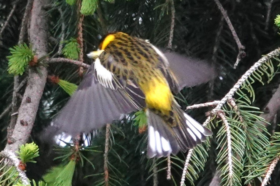 Cape May Warbler - ML618592948