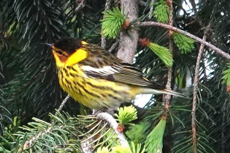 Cape May Warbler - ML618592949