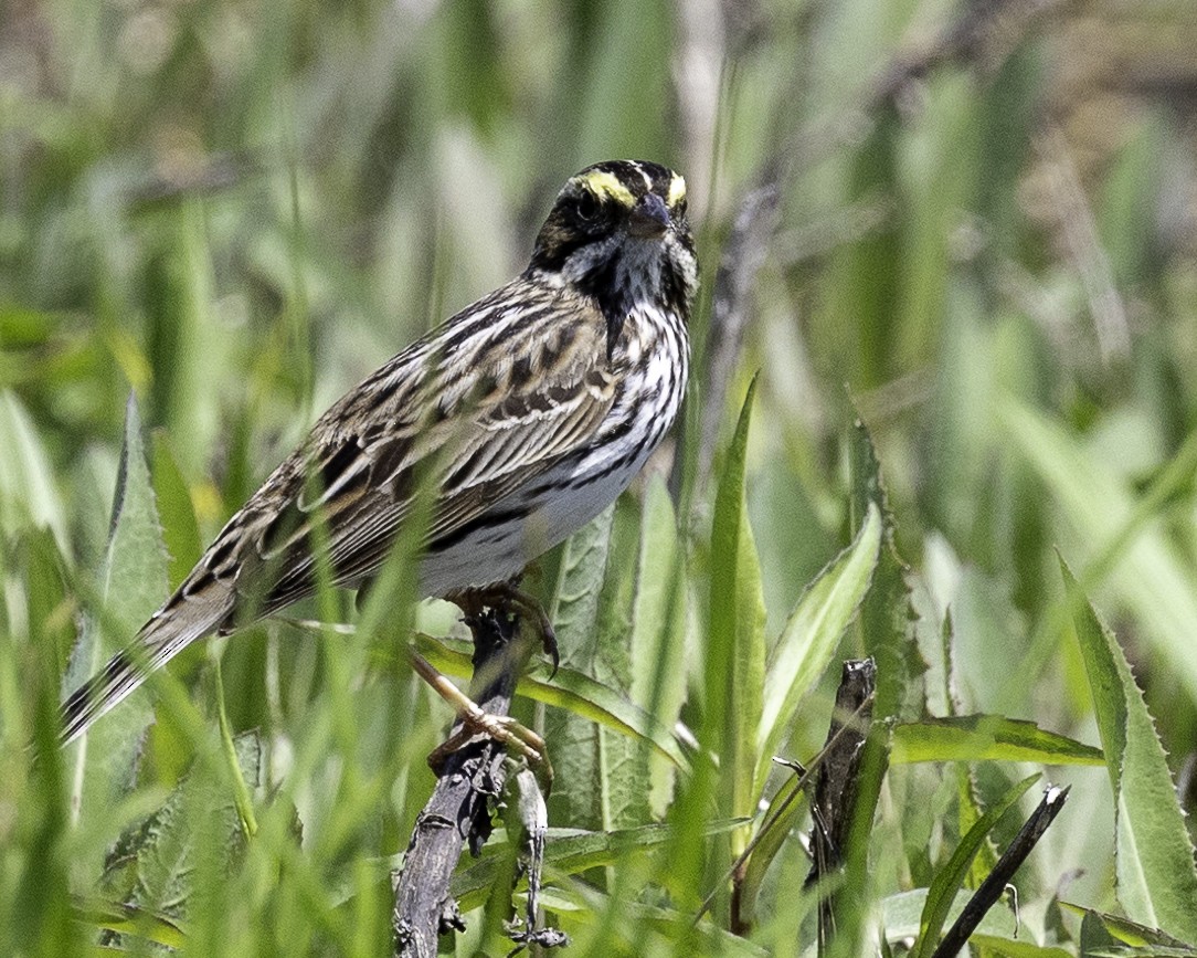 Savannah Sparrow - ML618592958