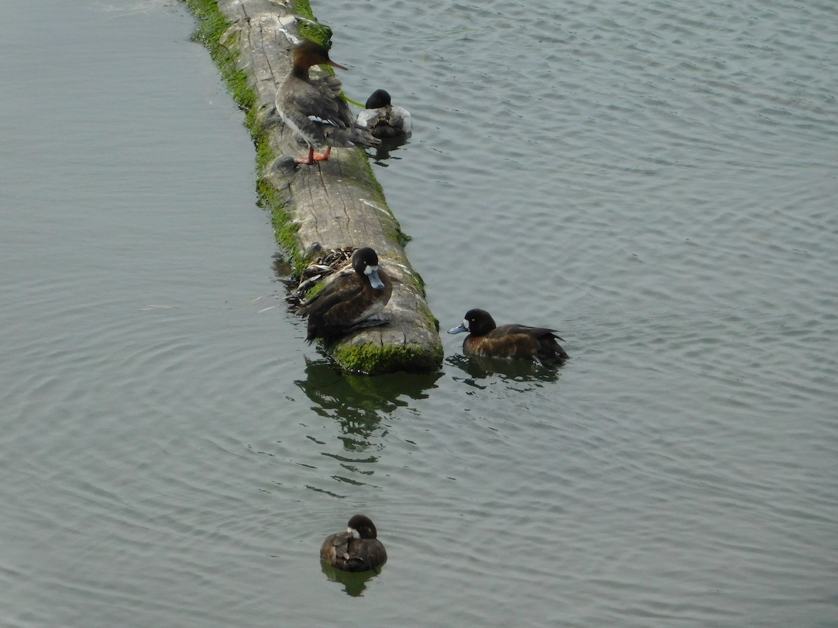 Greater Scaup - ML618592965