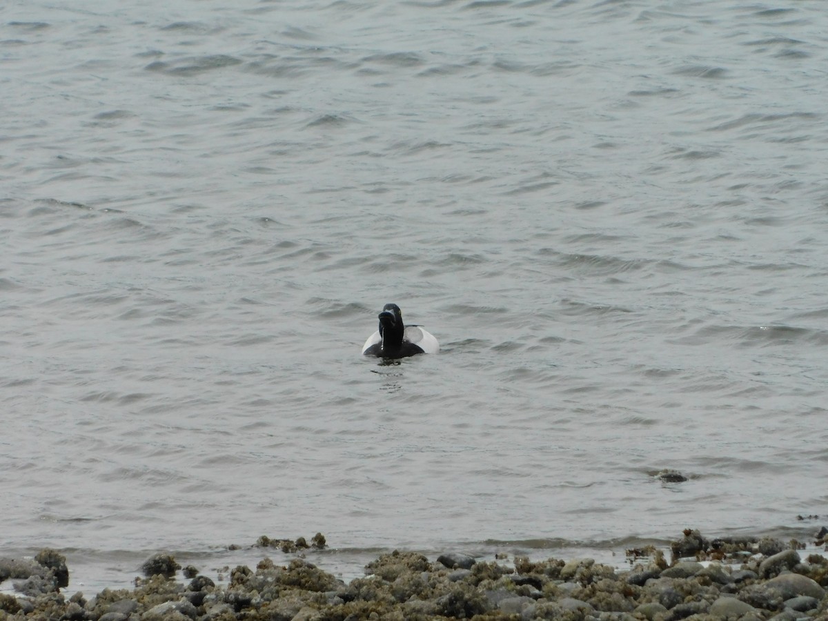 Greater Scaup - ML618592967