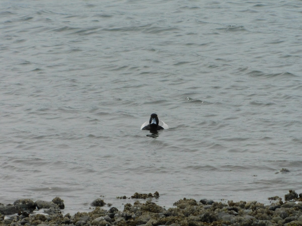 Greater Scaup - ML618592968