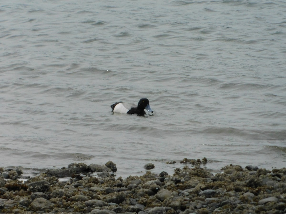 Greater Scaup - ML618592971
