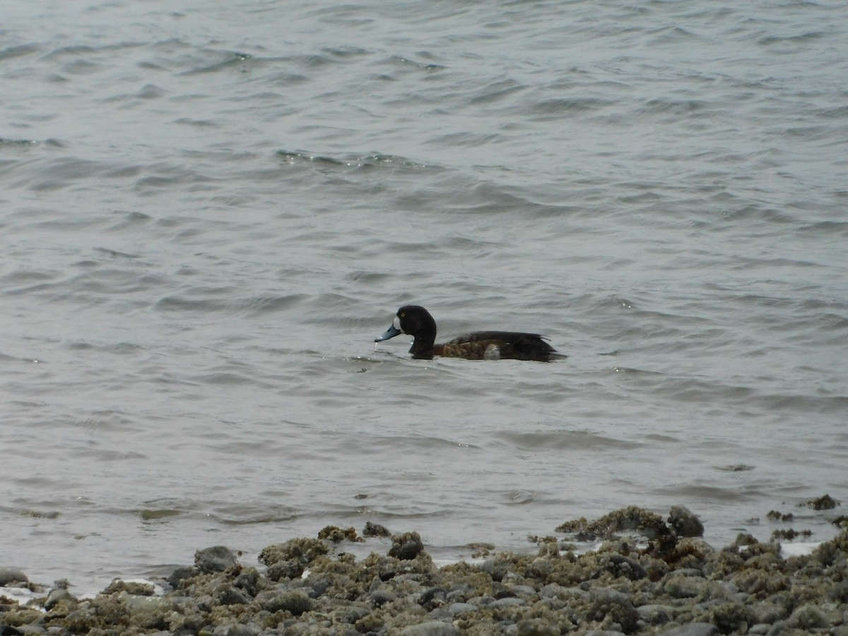 Greater Scaup - ML618592972