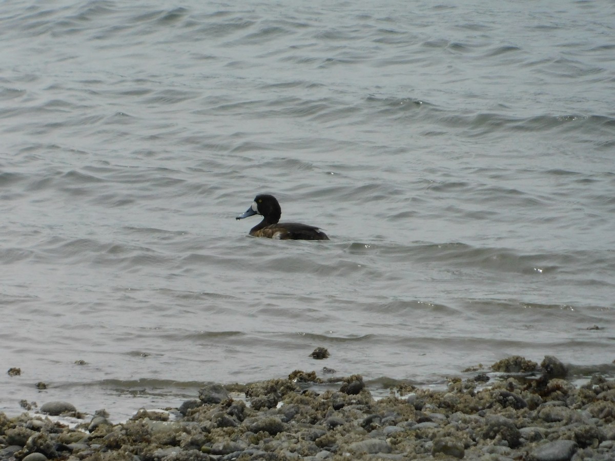 Greater Scaup - ML618592973