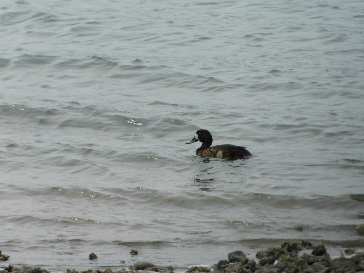 Greater Scaup - ML618592974