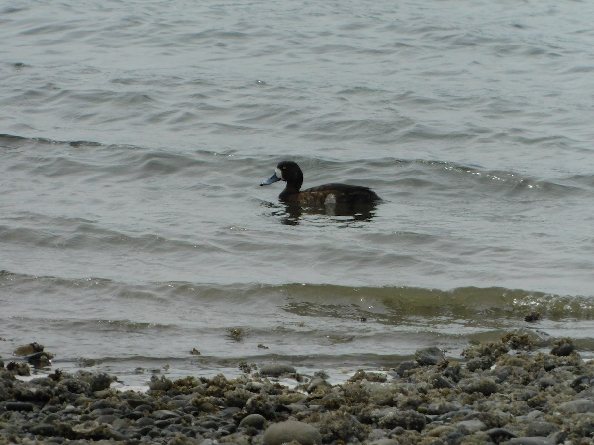 Greater Scaup - ML618592975