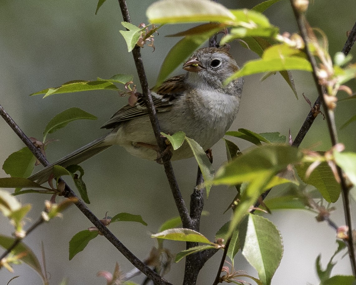 Field Sparrow - ML618592977