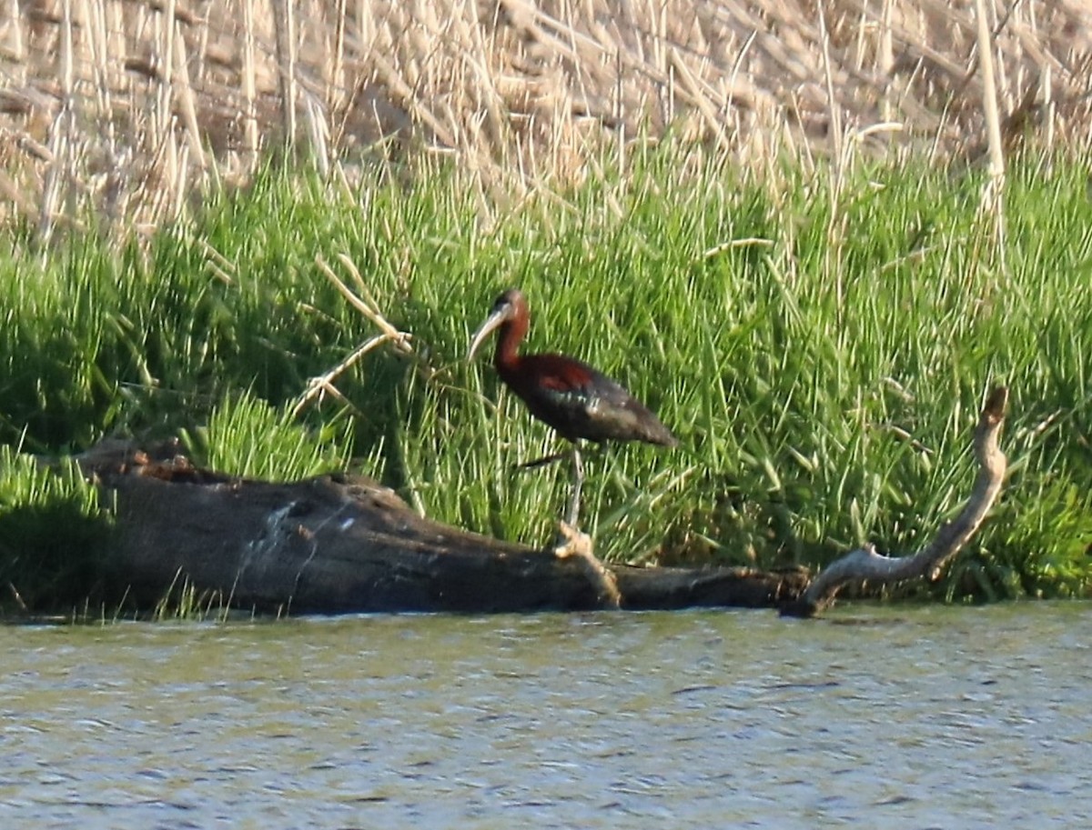 Glossy Ibis - Birdie T