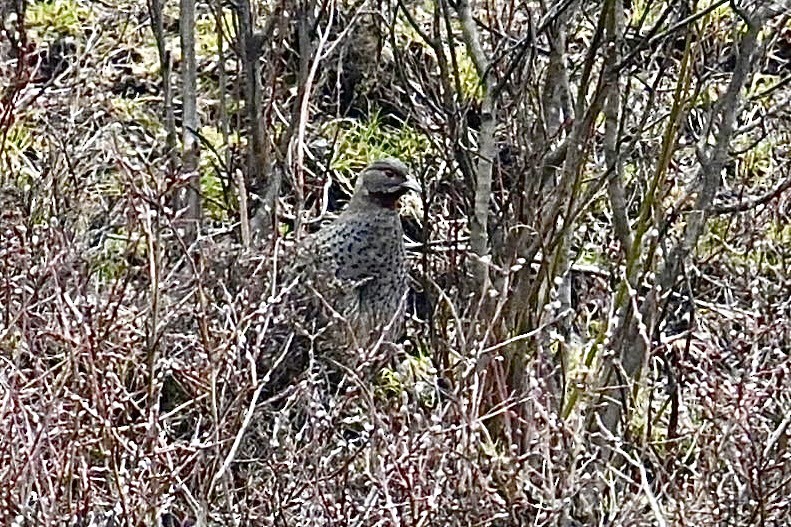 Chestnut-throated Monal-Partridge - Dong Qiu