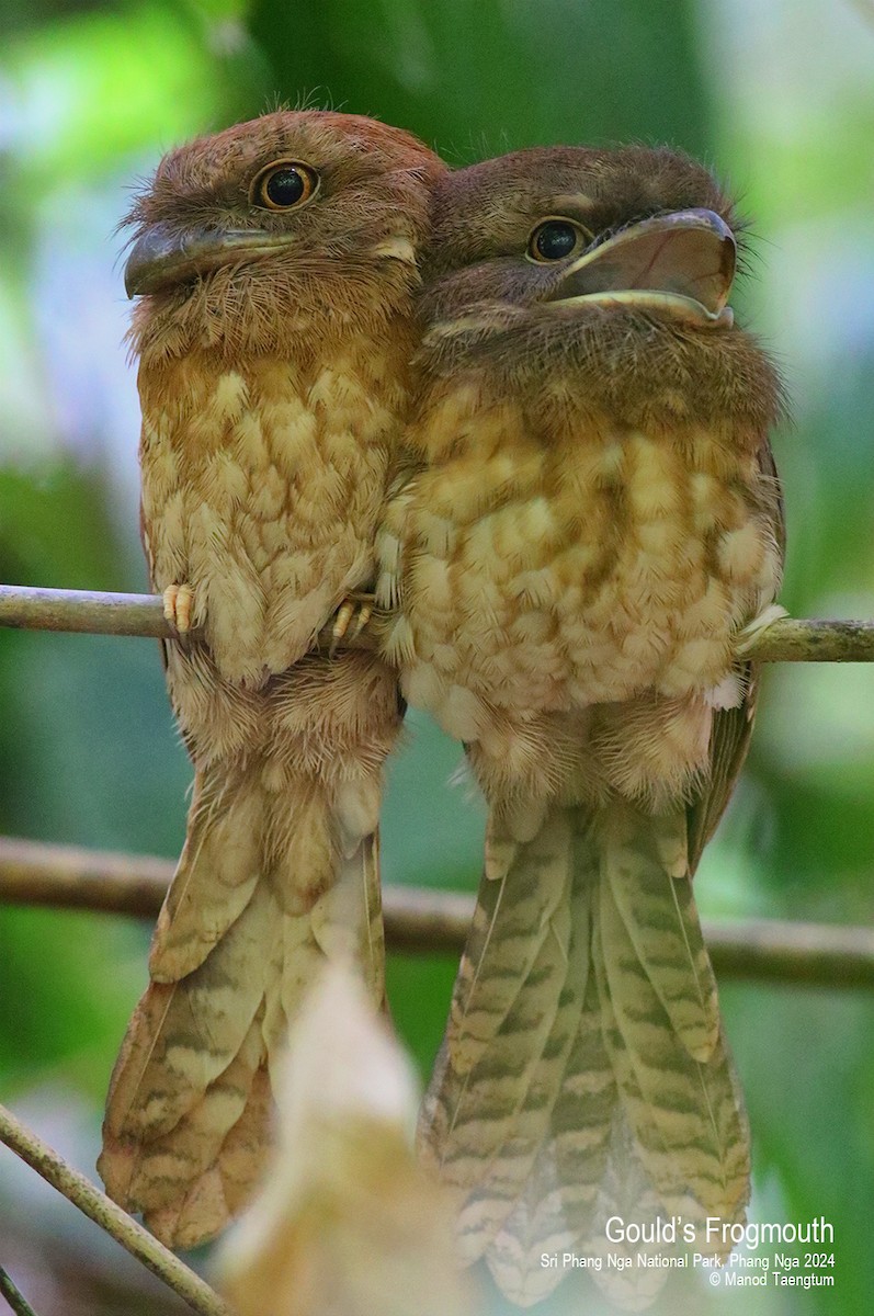 Gould's Frogmouth - Manod Taengtum