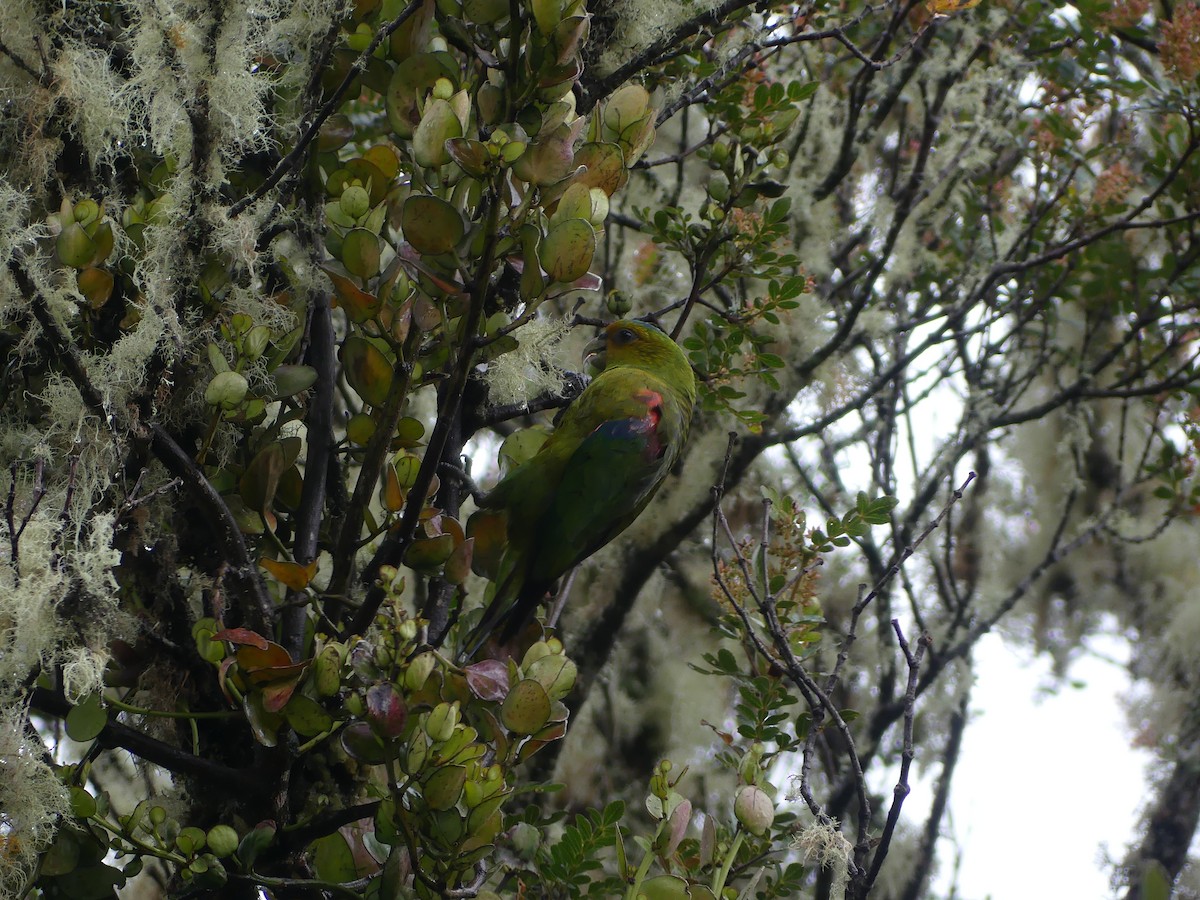 Indigo-winged Parrot - Andrés Felipe