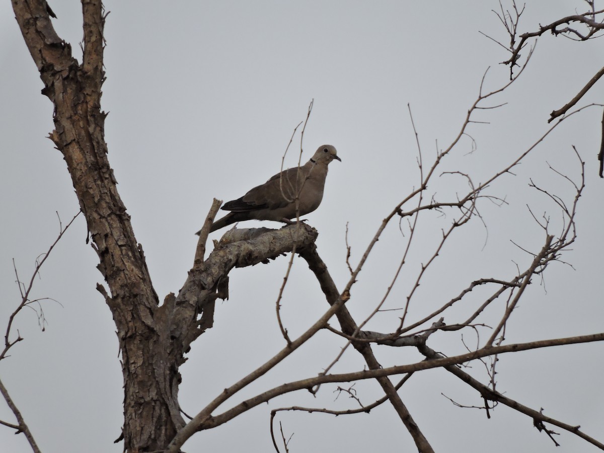 Eurasian Collared-Dove - ML618592999
