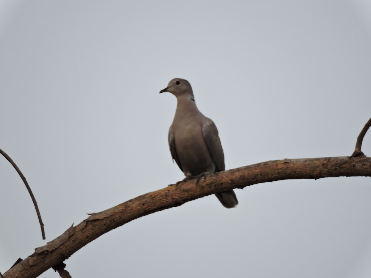 Eurasian Collared-Dove - ML618593000