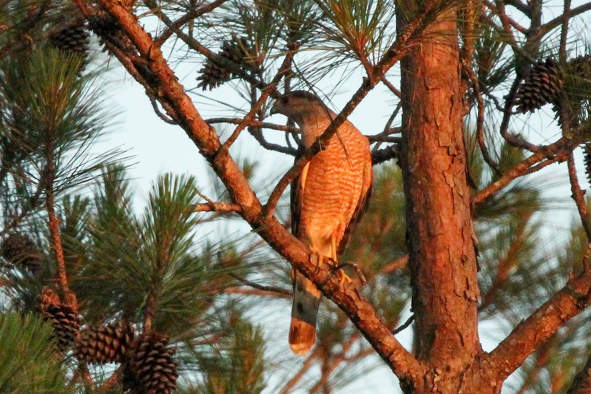 Cooper's Hawk - ML618593037