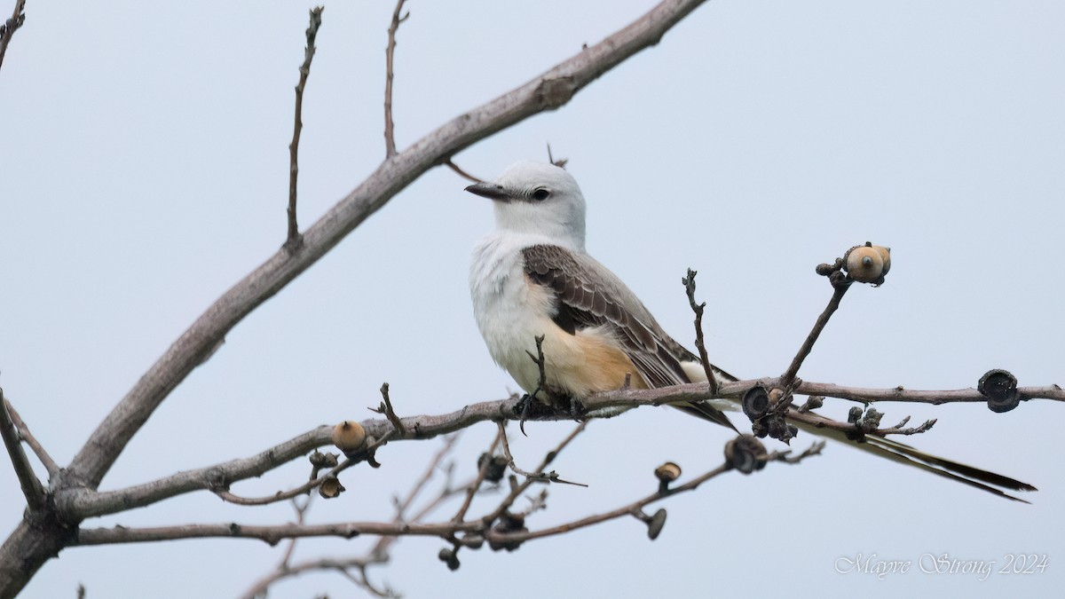 Scissor-tailed Flycatcher - Mayve Strong