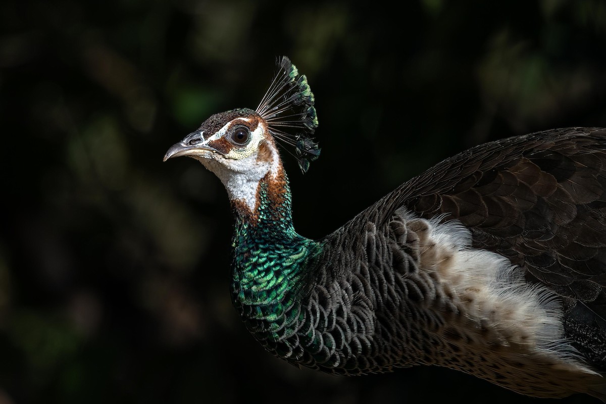 Indian Peafowl - ML618593091