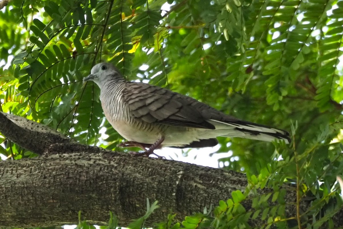 Zebra Dove - ML618593102